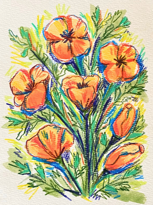 california poppies