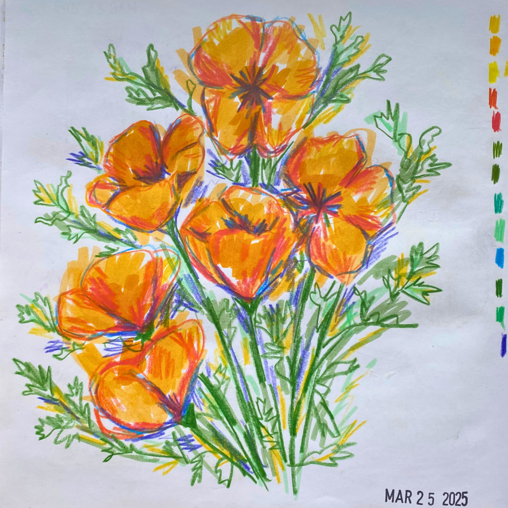 study of california&nbsp;poppies