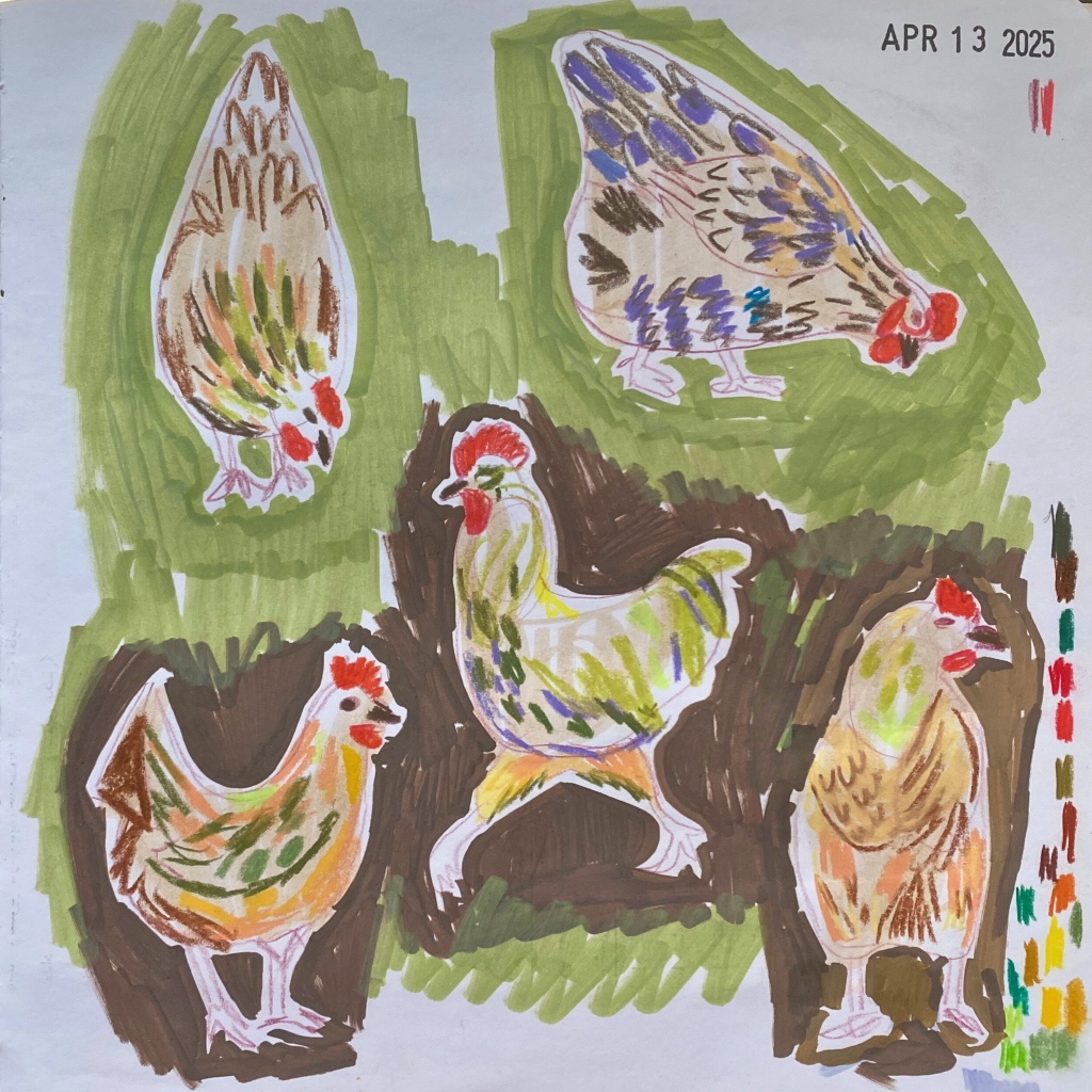 study of chickens